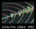 Herringbone Plant Leaf-0124-(Maranta leuconeura)-b-0124-heringbone-10-03-08-20-90.jpg