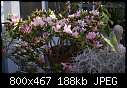 More Pink Azaelias-azaelia-pink-dsc01848.jpg
