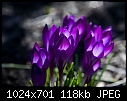 Apr2-C - The Color Purple-20081006.jpg-color-purple-20081006.jpg