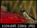 Hummingbirds @ feeder-hummingbirds-%40-feeder.jpg