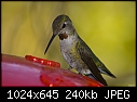 Fem Anna's Hummingbird-fem-annas-hummingbird.jpg