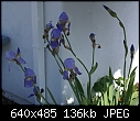 Blue Iris-iris-blue-dsc01868.jpg