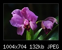 Cattleya Orchid-0310-b-0310-cattleya-orch-03-04-08-20-90.jpg