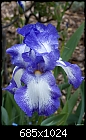 Blue &amp; white Iris-blue-white-iris.jpg
