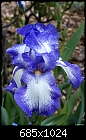 Blue &amp; white Iris-blue-white-iris-2.jpg