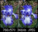 Blue &amp; white Iris-two-blue-iris.jpg
