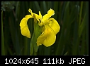 Descanso Gardens yellow iris-descanso-gardens-yellow-iris.jpg