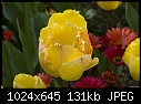 Yellow Tulip-yellow-tulip.jpg