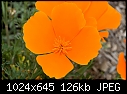 California Poppy-california-poppy.jpg