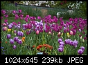 Assorted tulips - etc-assorted-tulips-etc.jpg