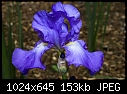 Iris - Violet Harmony-iris-violet-harmony.jpg