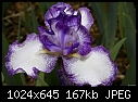 Iris - unidentified purple &amp; white-iris-unidentified-purple-white.jpg
