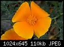 California Poppy 2-california-poppy-2.jpg