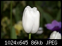 Single white tulip-single-white-tulip.jpg