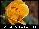 Small yellow rose-small-yellow-rose.jpg