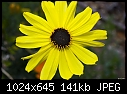 Yellow wild flower-yellow-wild-flower.jpg