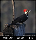 Two Acre Wood (Pileated Spring Fever)-pil_fem2_0356-copy.jpg