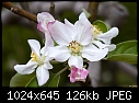 Apple Blossom-apple-blossom-.jpg