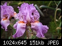 Iris - Pink with orange beard 2-iris-pink-orange-beard-2.jpg