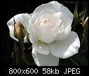 Climbing rose - White-rose.jpg-white-rose.jpg