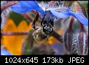 Bee on Borage-bee.jpg