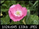 Pink poppy 3-pink-poppy-3.jpg