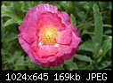 Pink poppy 4-pink-poppy-4.jpg