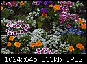 Various flowers-various-flowers.jpg