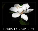 Magnolia 'Little Gem'-b-3372ps-magnolia-09-02-08-20-90.jpg