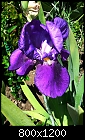 Purple Iris.-p1040876m2.jpg