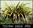 Flax Plant Variegated-flax-variegated-m.jpg