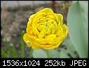 Double Tulip (2 of 2)-tulip2.jpg