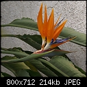 -strelitzia-parvifolia-mini-01921.jpg