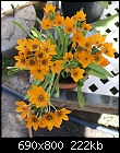 Orange Star Lily - Ornithogalum dubium-ornithogalum-dubium-14-01903.jpg