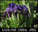Dwarf bearded iris [1/1]-dwarf24.jpg
