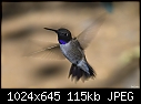 Costa's Hummingbird in flight-costas-hummingbird-flight.jpg