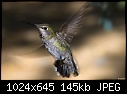 Female Anna's Humminbird in flight-female-annas-humminbird-flight.jpg