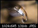 Rufus Hummingbird in flight-rufus-hummingbird-flight.jpg