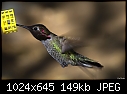 Male Anna's Hummingbird @ feeder-male-annas-hummingbird-%40-feeder.jpg