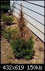 Re: Can this spruce be saved? - File 1 of 1 - DCP_0064.jpg (1/5)-dcp_0064.jpg