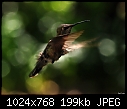 Recently fledged female Anna's Hummingbird-recently-fledged-female-annas-hummingbird.jpg