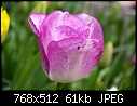 Tulips (1/10)-t1.jpg