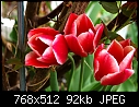 Tulips (2/10)-t2.jpg