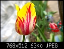Tulips (4/10)-t4.jpg