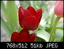 Tulips (5/10)-t5.jpg