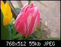 Tulips (6/10)-t6.jpg