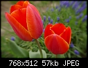 Tulips (8/10)-t8.jpg