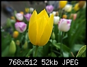 Tulips (9/10)-t9.jpg