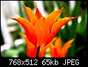 Tulips (10/10)-t10.jpg