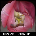 Tulips (0/10)-slickablelickablelips.jpg